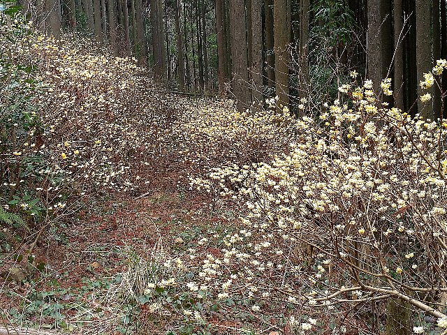 福智山のミツマタの花