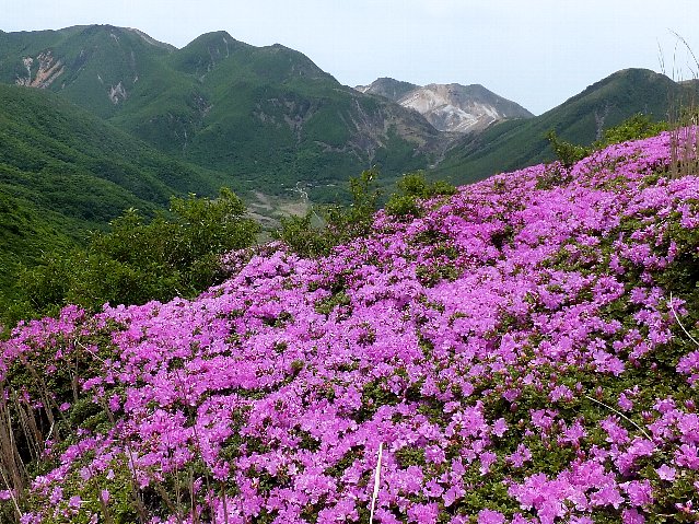 平治岳のミヤマキリシマ　2019年