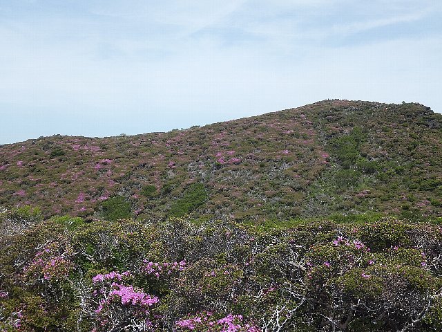 平治岳のミヤマキリシマ　2019年