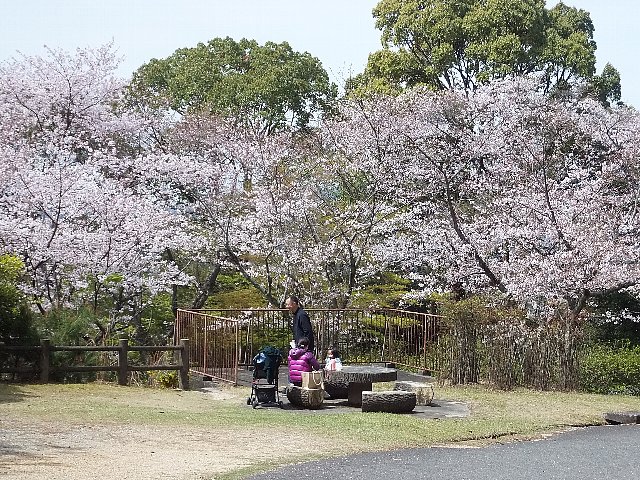 岩石山　桜
