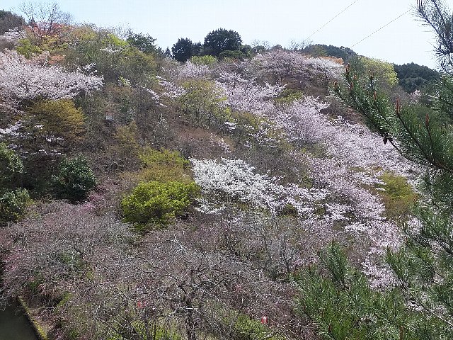 岩石山　桜