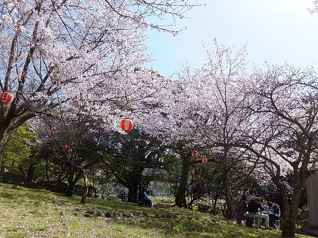 岩石山　桜　添田公園