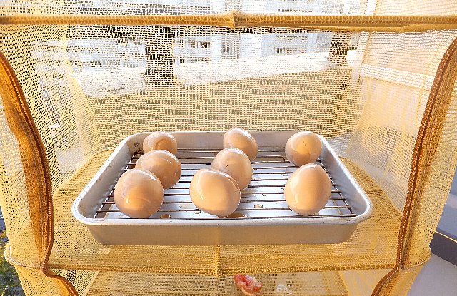 乾燥中の煮卵