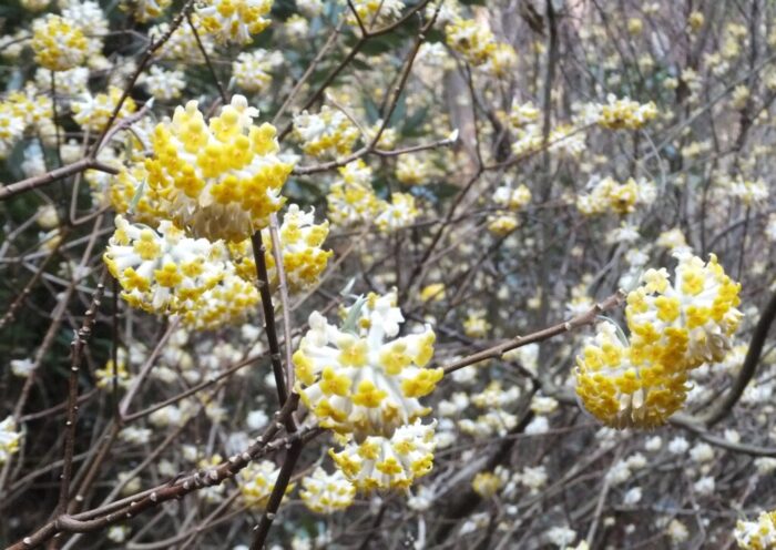 福智山のミツマタの花