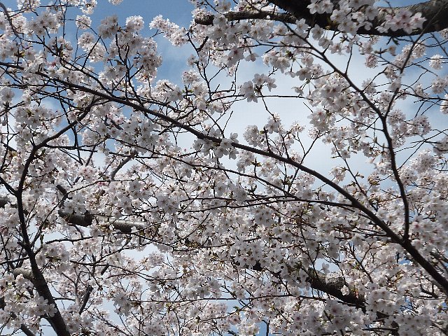 桧原桜