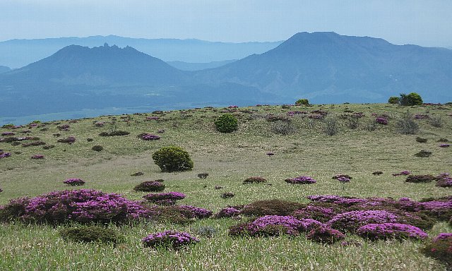 ミヤマキリシマ咲く岩井川岳の草台地