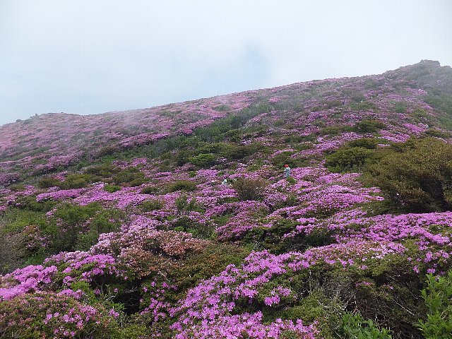 平治岳　ミヤマキリシマ