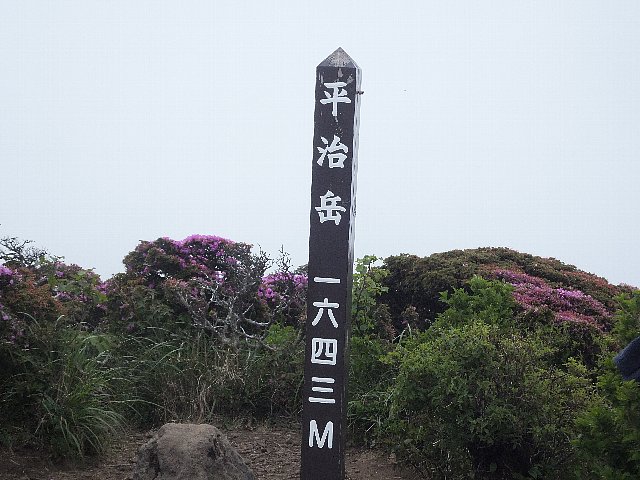 平治岳　ミヤマキリシマ