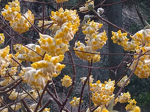 福智山　ミツマタの花
