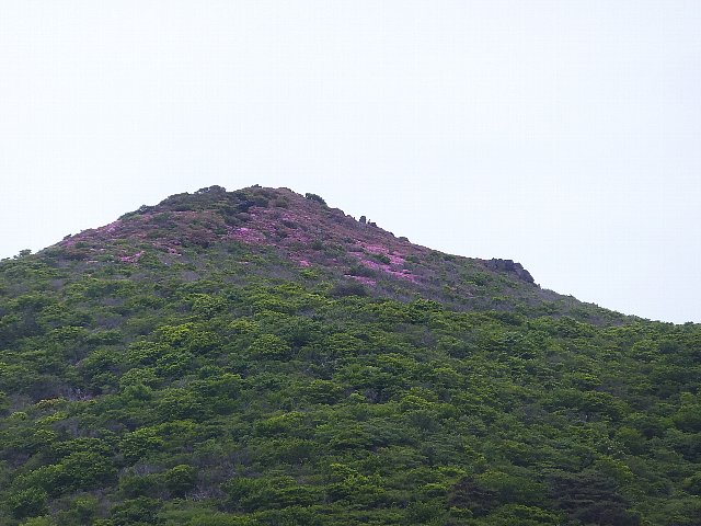 北大船山　ミヤマキリシマ