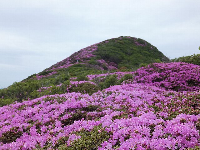 北大船山　ミヤマキリシマ